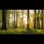 Skog